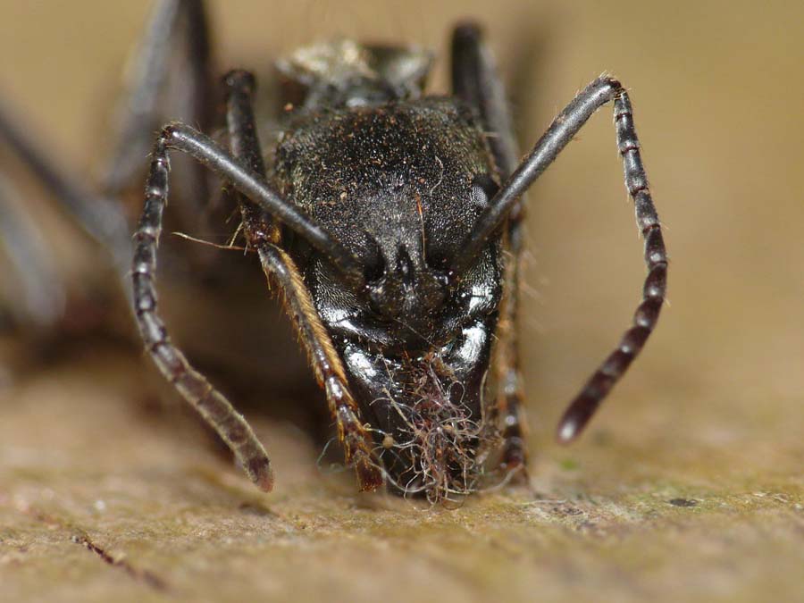 Größte Ameisenart